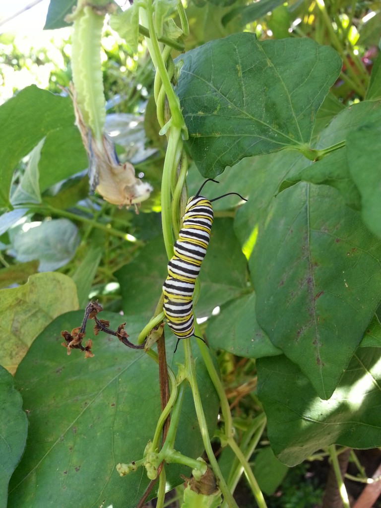 Monarch Caterpillar